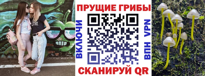 Псилоцибиновые грибы Cubensis  Благовещенск 
